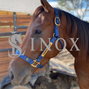 CABRESTO FERRAGEM DOURADA - 2 PLACAS