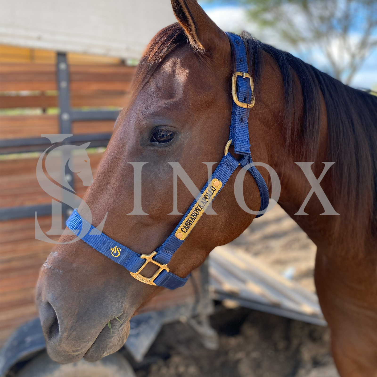 CABRESTO FERRAGEM DOURADA - 2 PLACAS