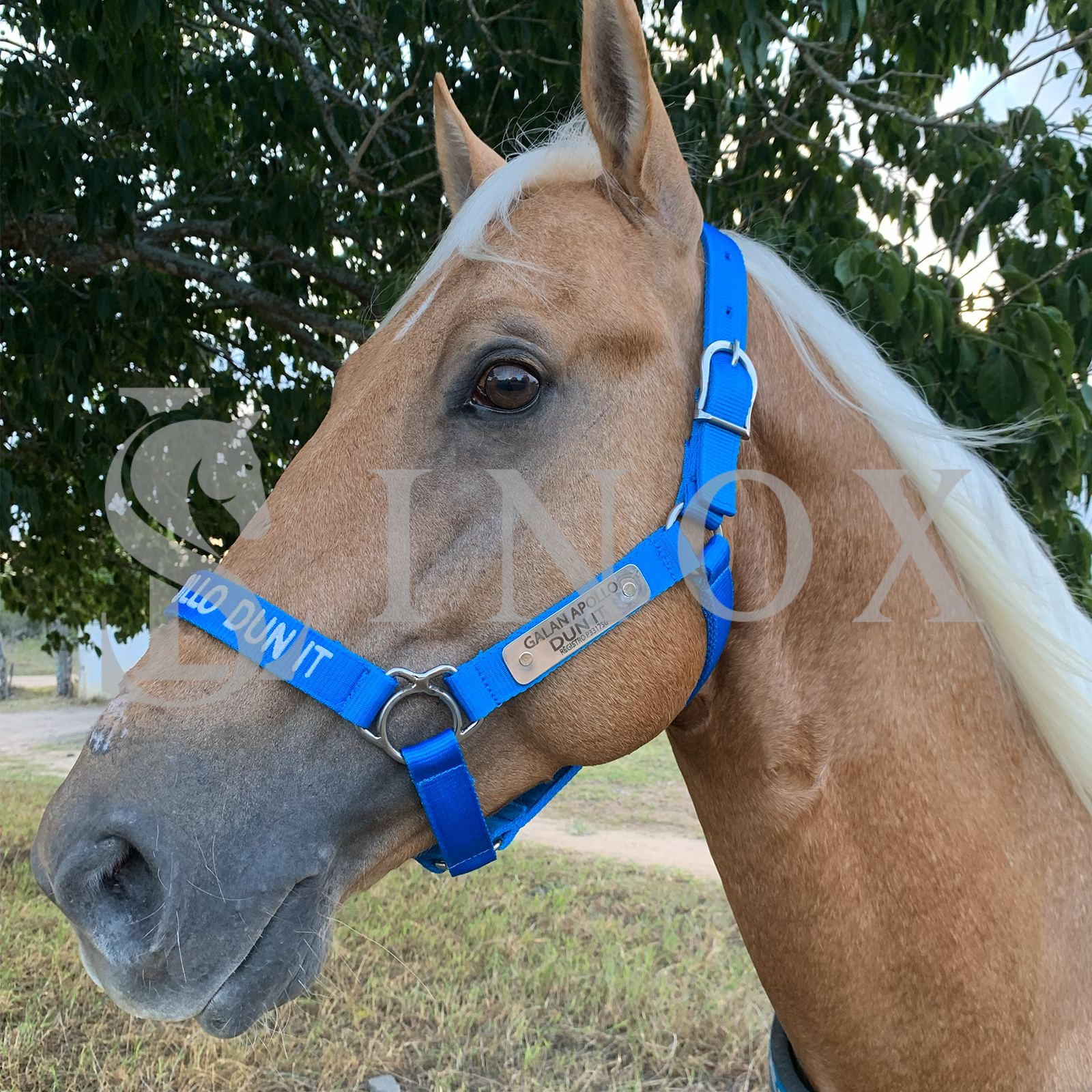 CABRESTO FERRAGEM AÇO INOX - 2 PLACAS