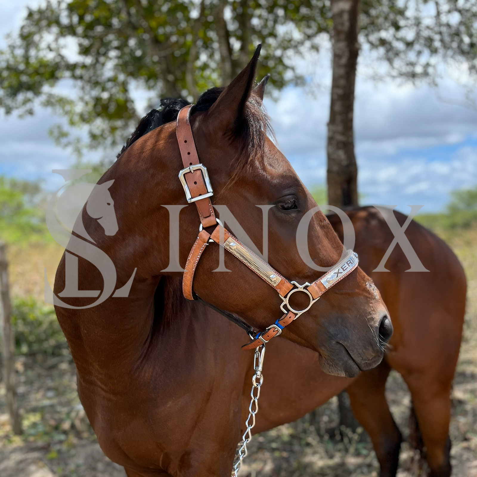 CABRESTO PREMIUM - COURO E AÇO INOX
